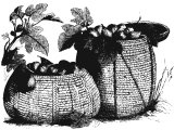Baskets of figs
